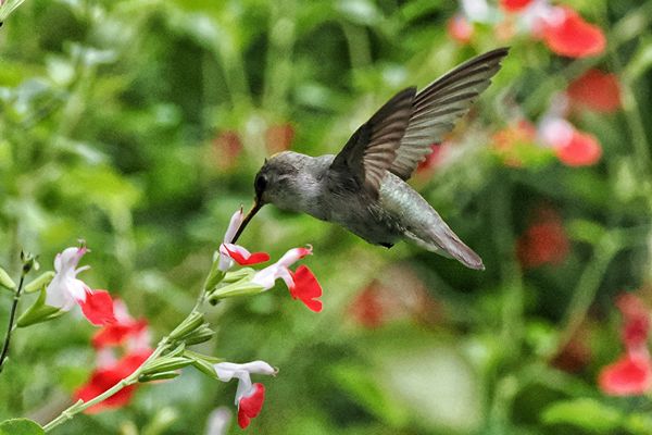 Annas Hummingbird